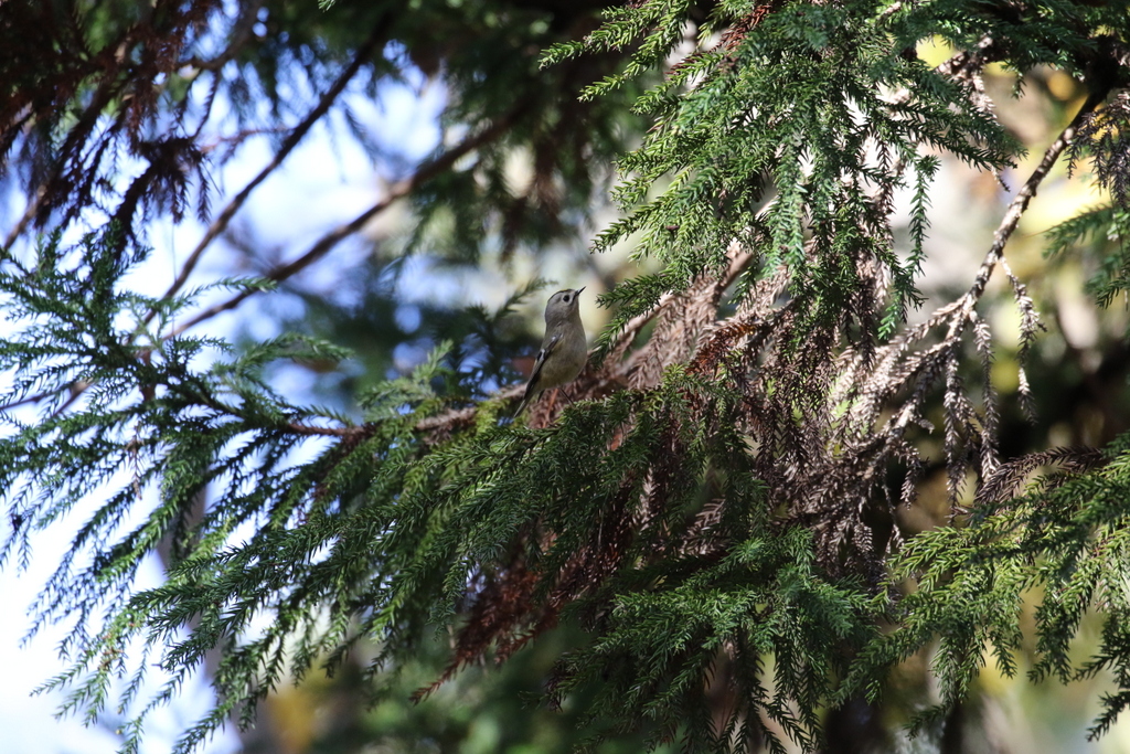 f:id:digibirds:20191208171446j:plain f:id:digibirds:20191208171446j:plain