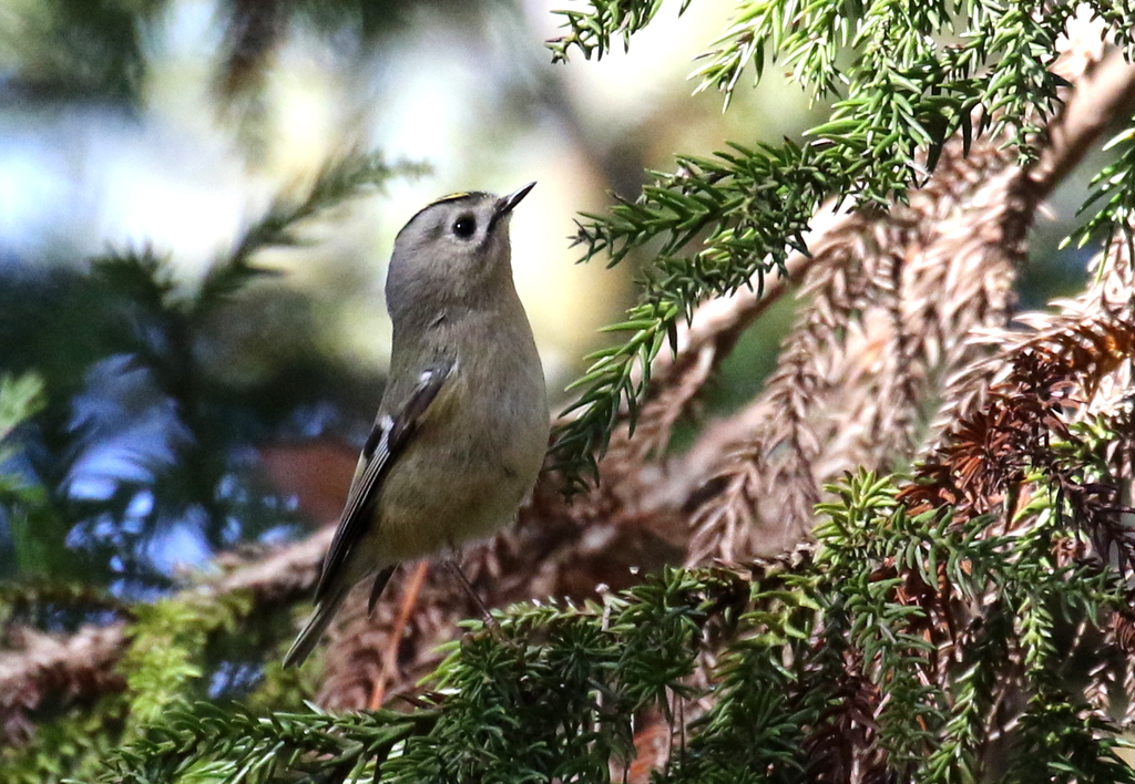 f:id:digibirds:20191208171503j:plain f:id:digibirds:20191208171503j:plain