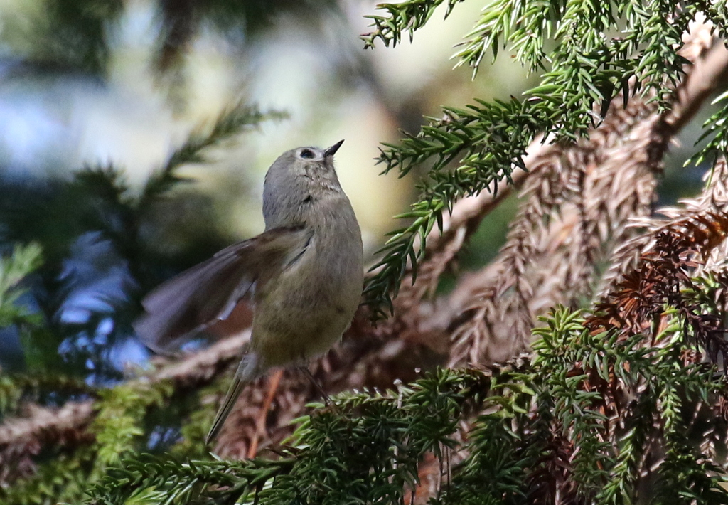 f:id:digibirds:20191208171527j:plain f:id:digibirds:20191208171527j:plain