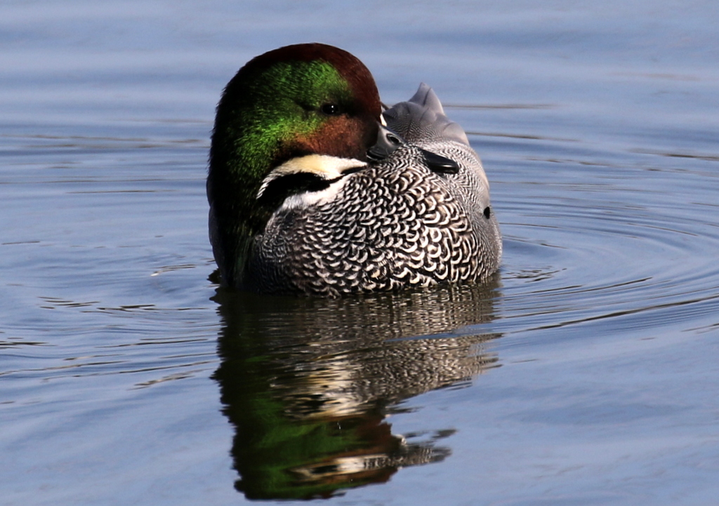 f:id:digibirds:20200101061803j:plain