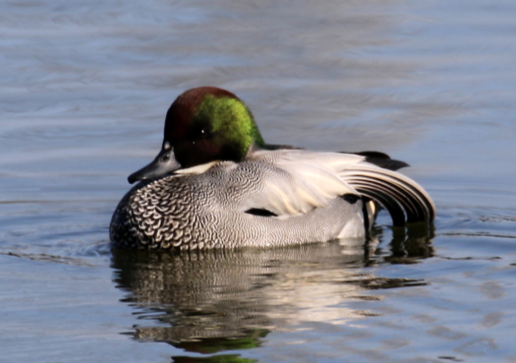 f:id:digibirds:20200101061849j:plain