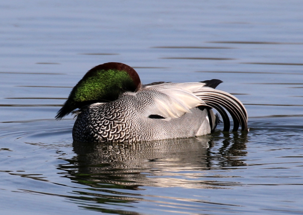 f:id:digibirds:20200101061904j:plain