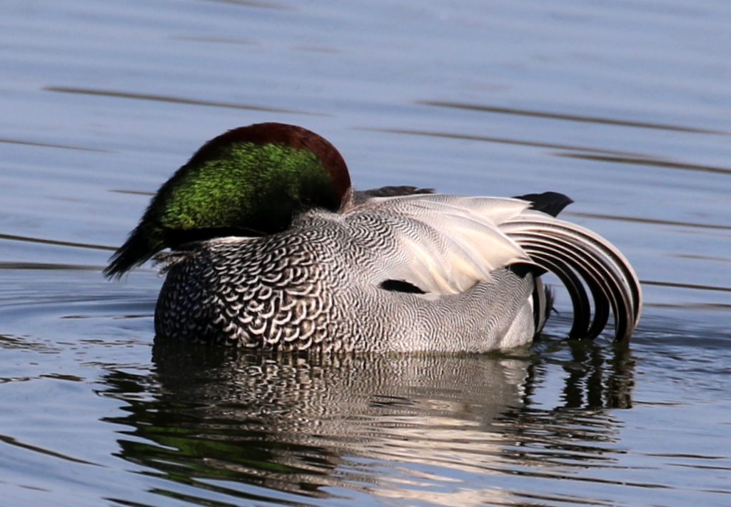 f:id:digibirds:20200101061920j:plain