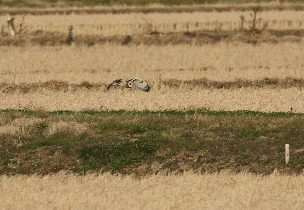 f:id:digibirds:20200103175534j:plain