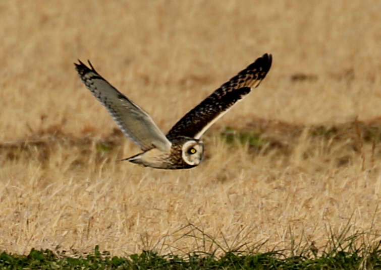 f:id:digibirds:20200103175556j:plain