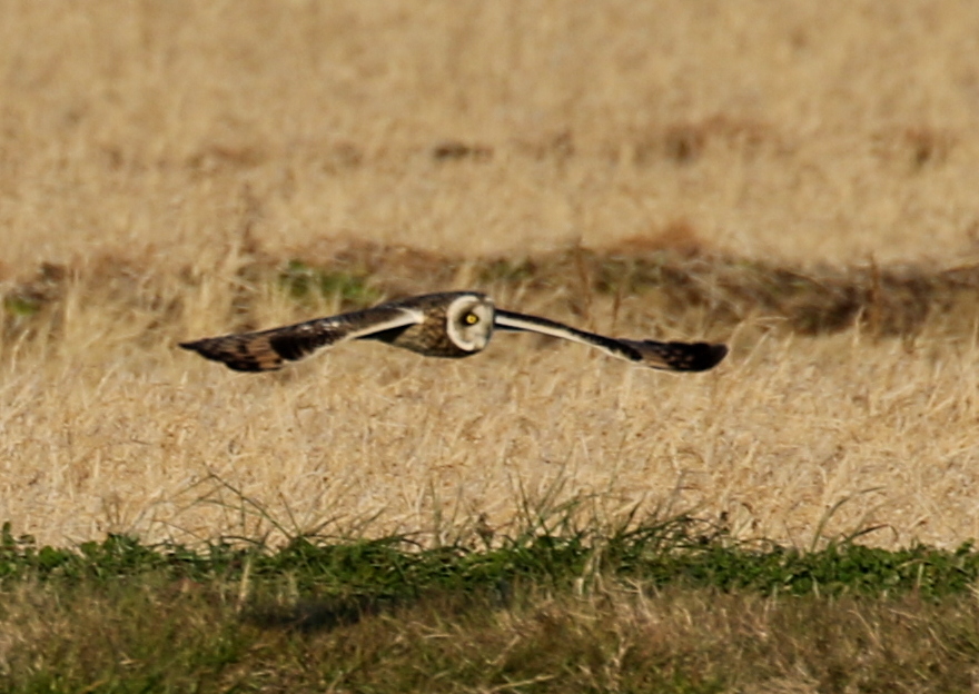 f:id:digibirds:20200103175612j:plain