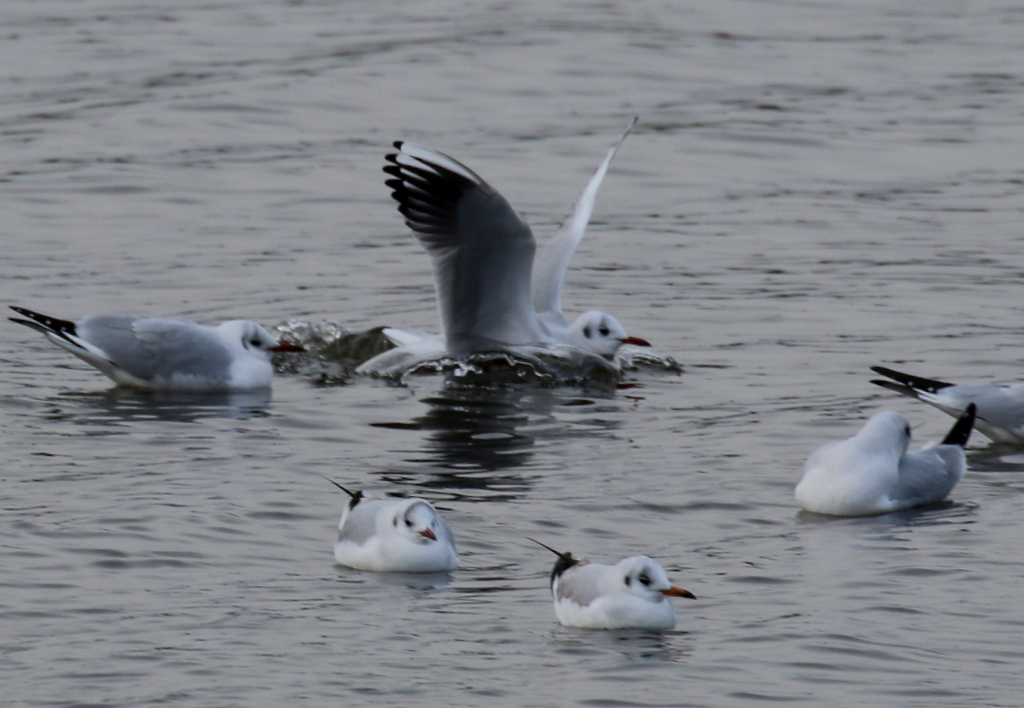 f:id:digibirds:20200119115553j:plain