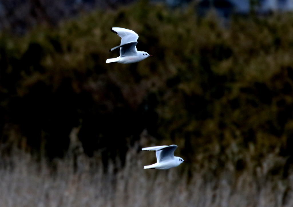 f:id:digibirds:20200119115608j:plain