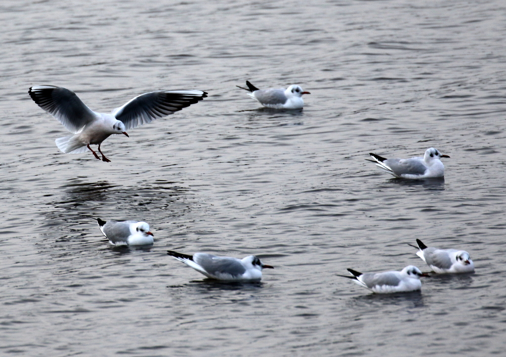 f:id:digibirds:20200119115625j:plain