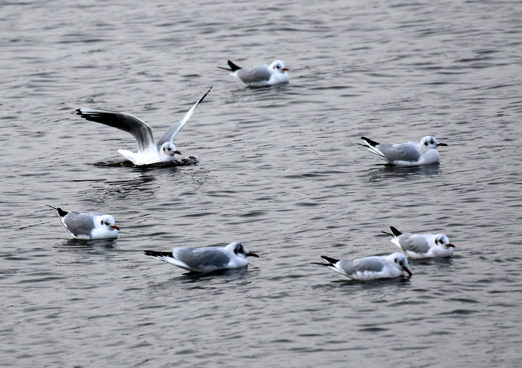 f:id:digibirds:20200119115637j:plain