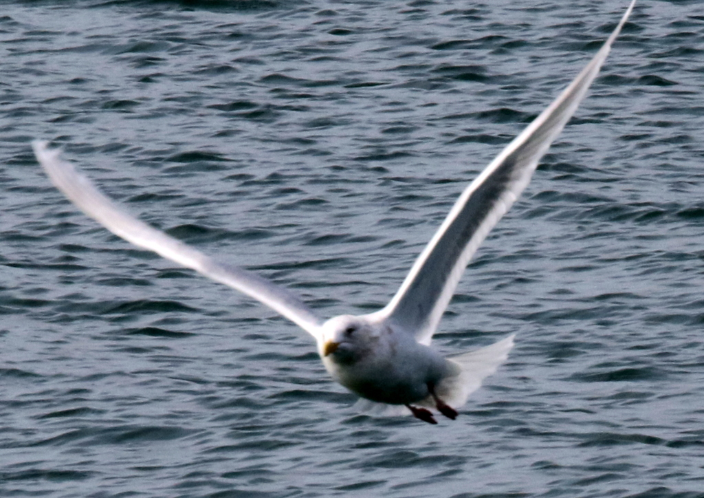 f:id:digibirds:20200225235306j:plain