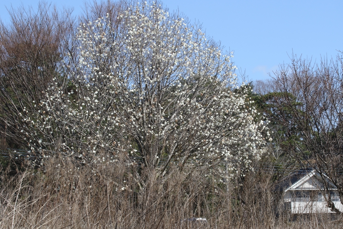 f:id:digibirds:20200315092350j:plain