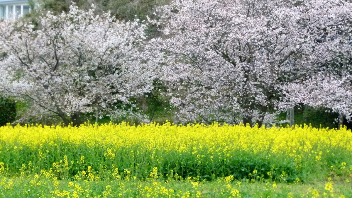 f:id:digibirds:20200331151027j:plain