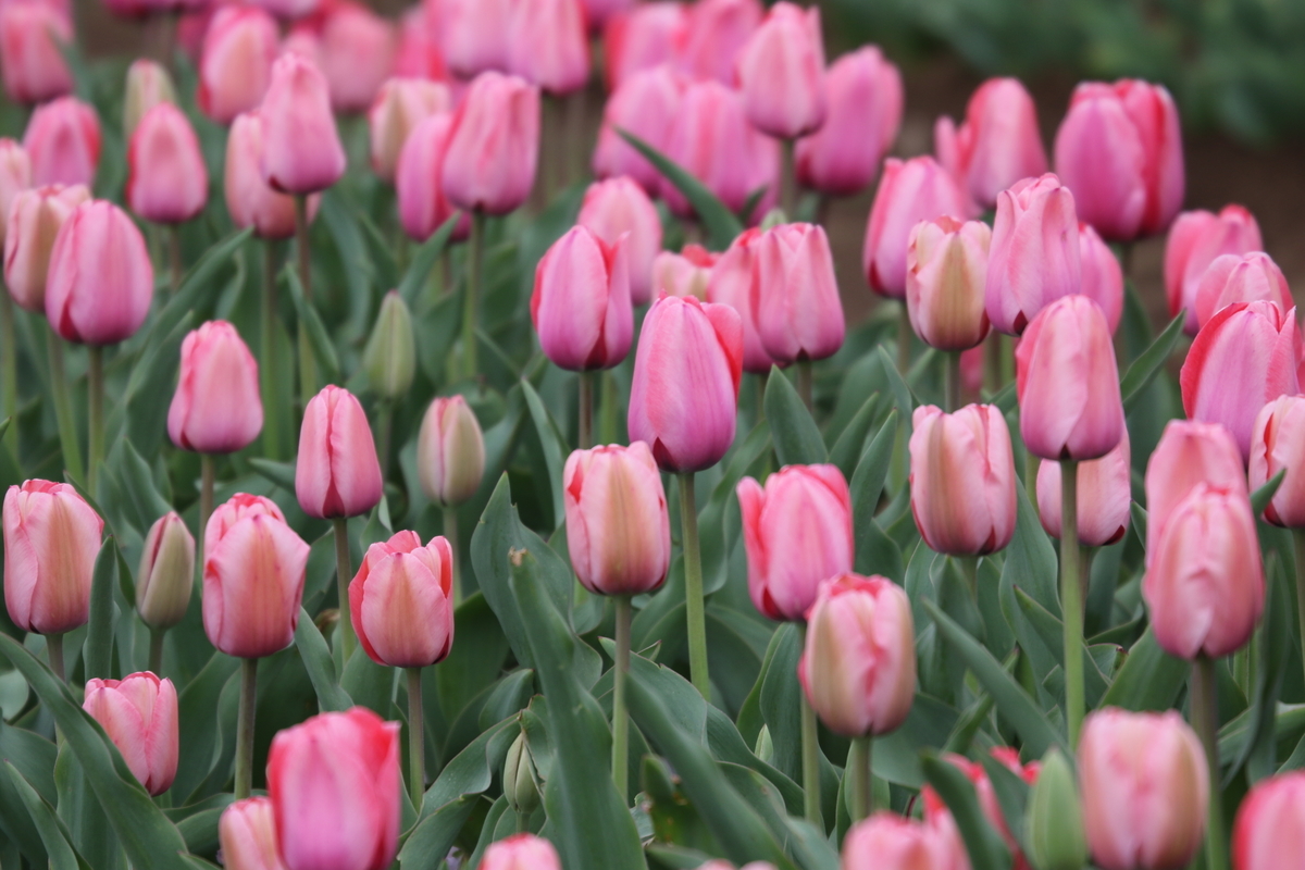 f:id:digibirds:20200405094551j:plain