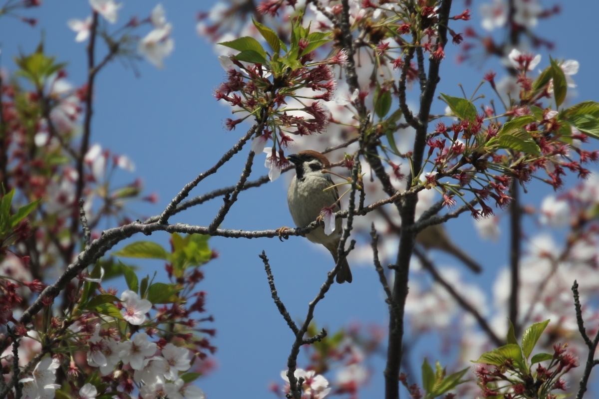 f:id:digibirds:20200410084850j:plain