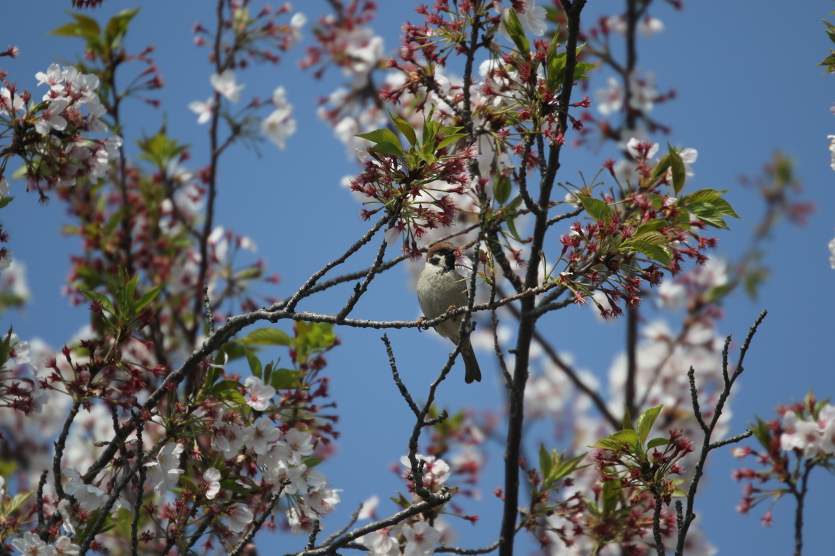 f:id:digibirds:20200410084927j:plain