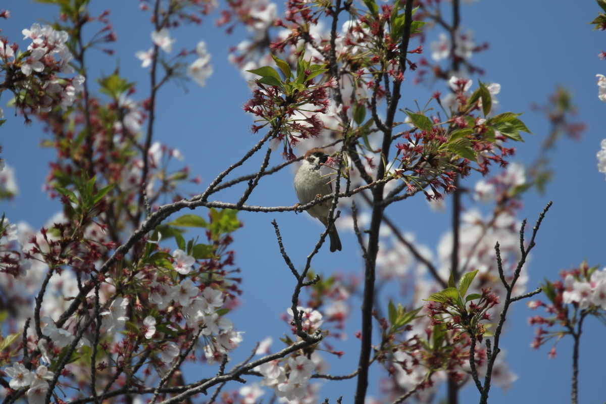 f:id:digibirds:20200410085012j:plain