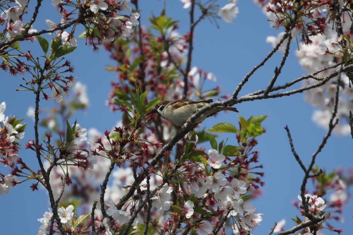 f:id:digibirds:20200410085100j:plain