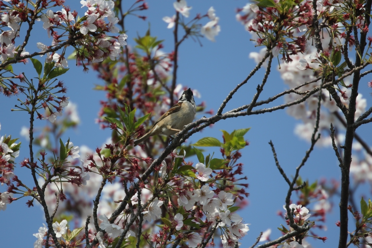 f:id:digibirds:20200410085200j:plain