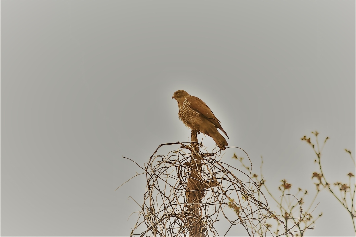 f:id:digibirds:20200412124418j:plain