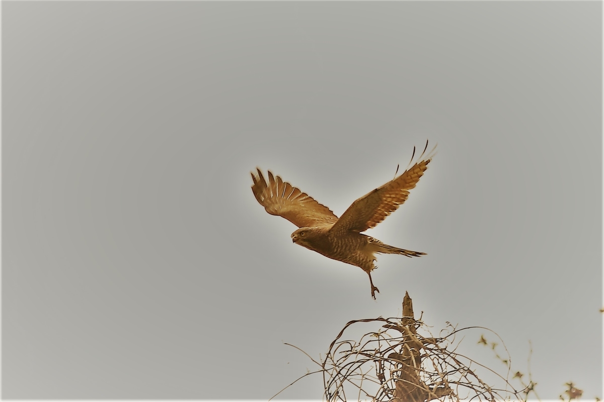 f:id:digibirds:20200412124447j:plain