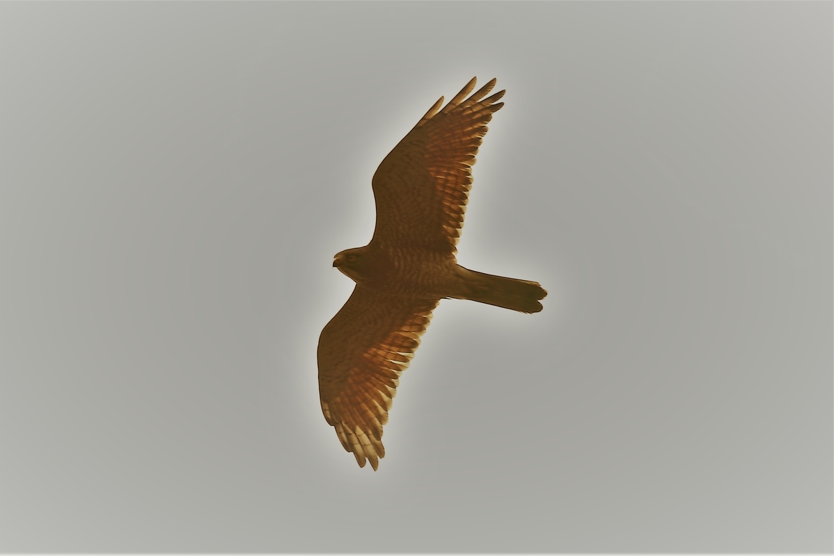 f:id:digibirds:20200412131419j:plain