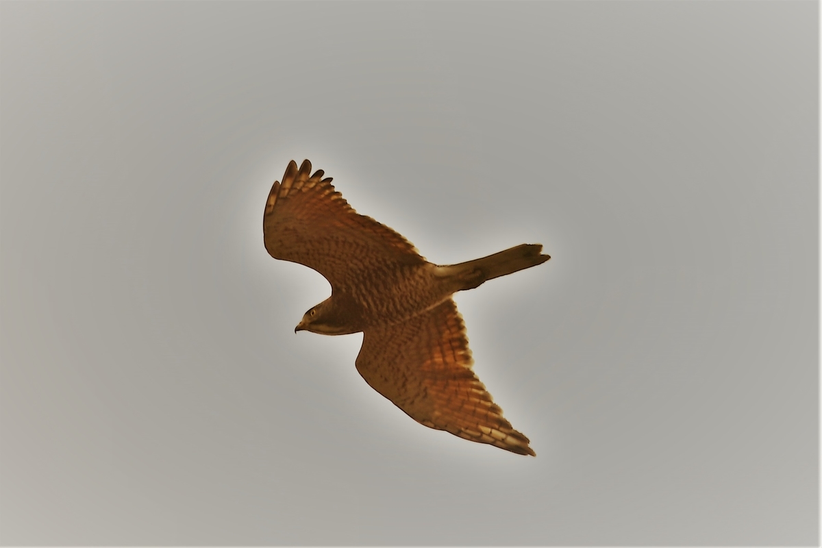 f:id:digibirds:20200412131445j:plain