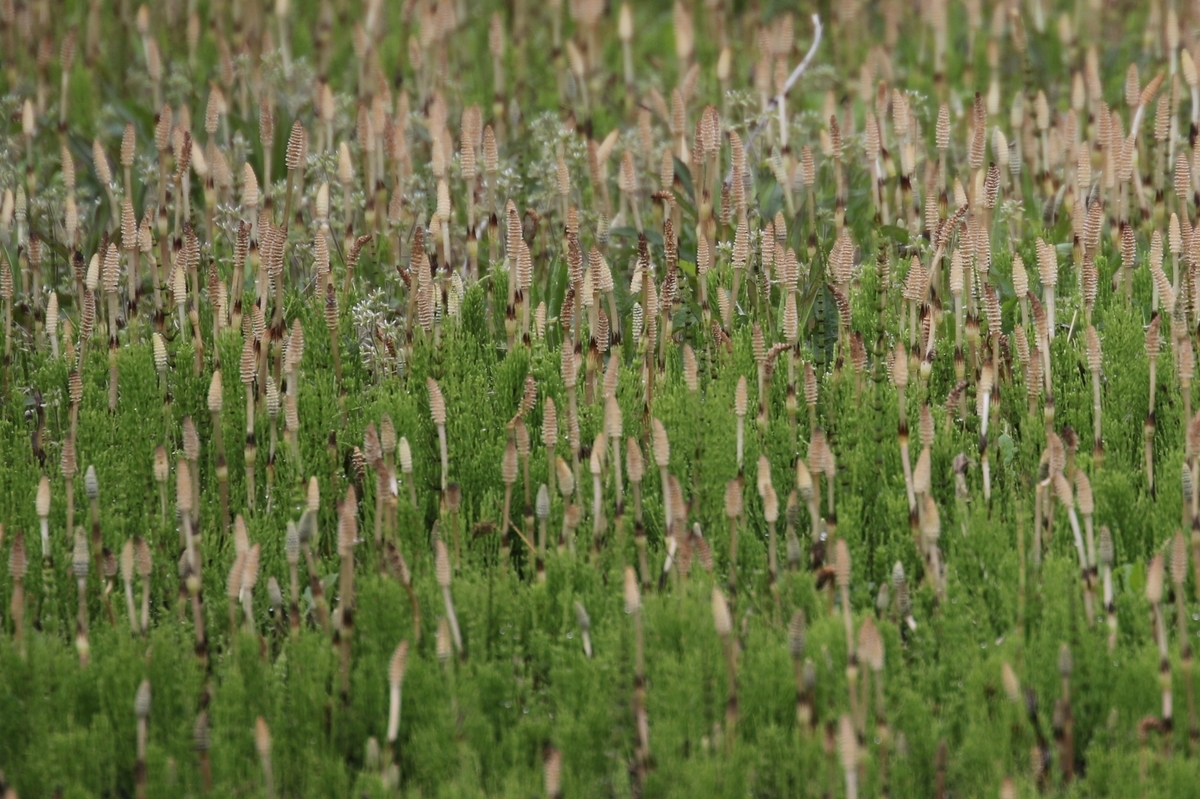 f:id:digibirds:20200413145110j:plain f:id:digibirds:20200413145110j:plain