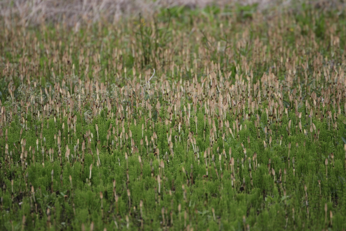 f:id:digibirds:20200413145132j:plain f:id:digibirds:20200413145132j:plain