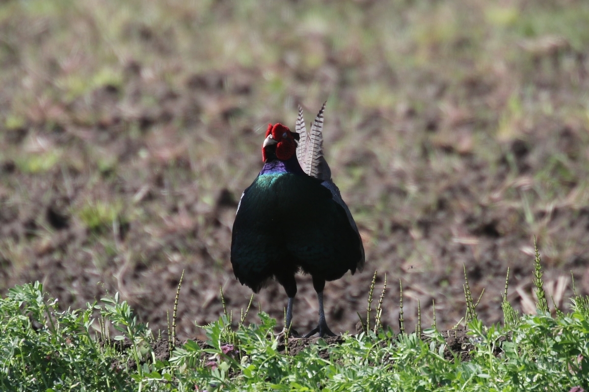 母衣打ちするキジ なかなかなかね野鳥と自然の写真館