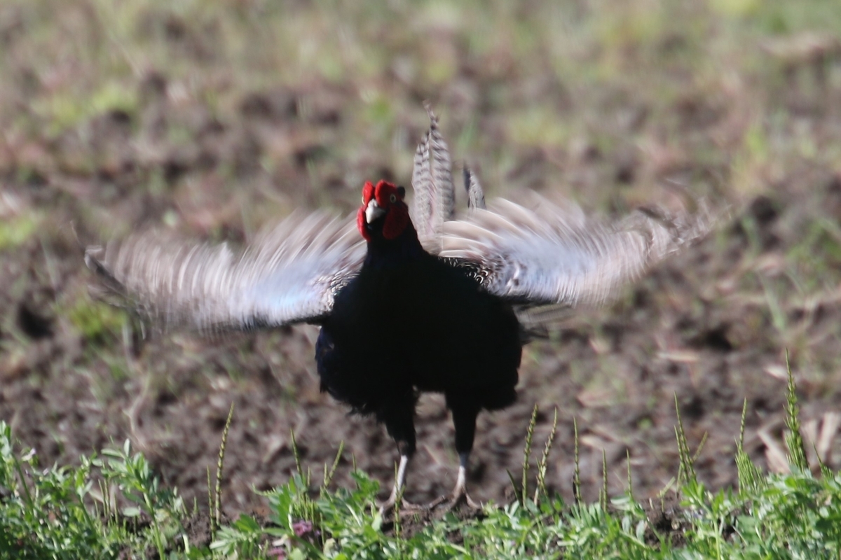 f:id:digibirds:20200414105353j:plain