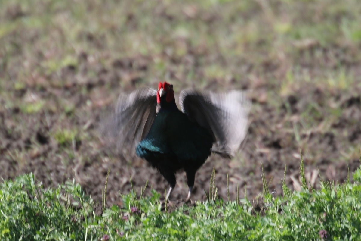母衣打ちするキジ なかなかなかね野鳥と自然の写真館