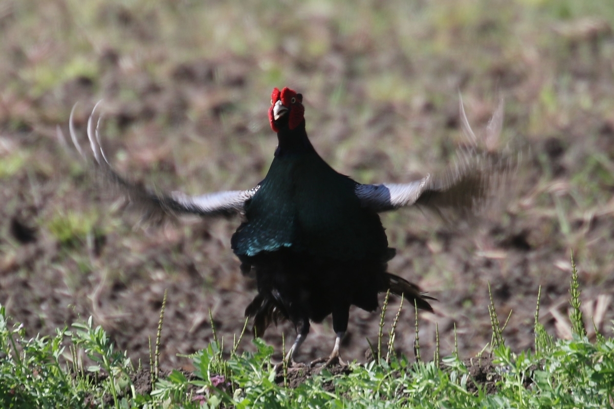 母衣打ちするキジ なかなかなかね野鳥と自然の写真館