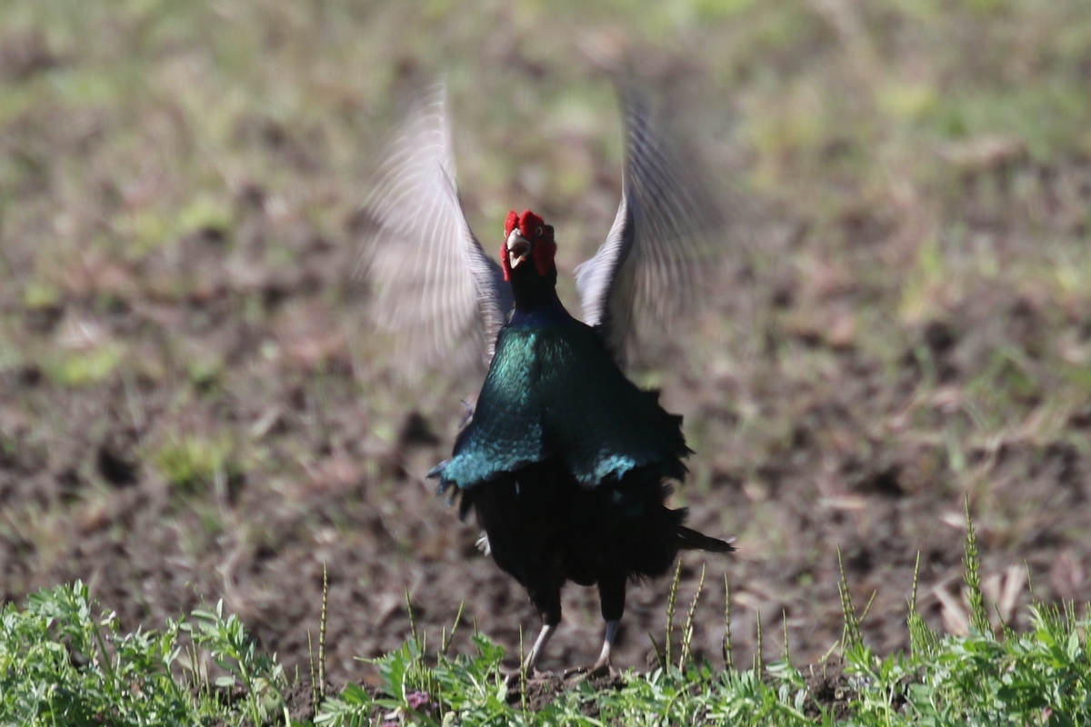 f:id:digibirds:20200414105518j:plain