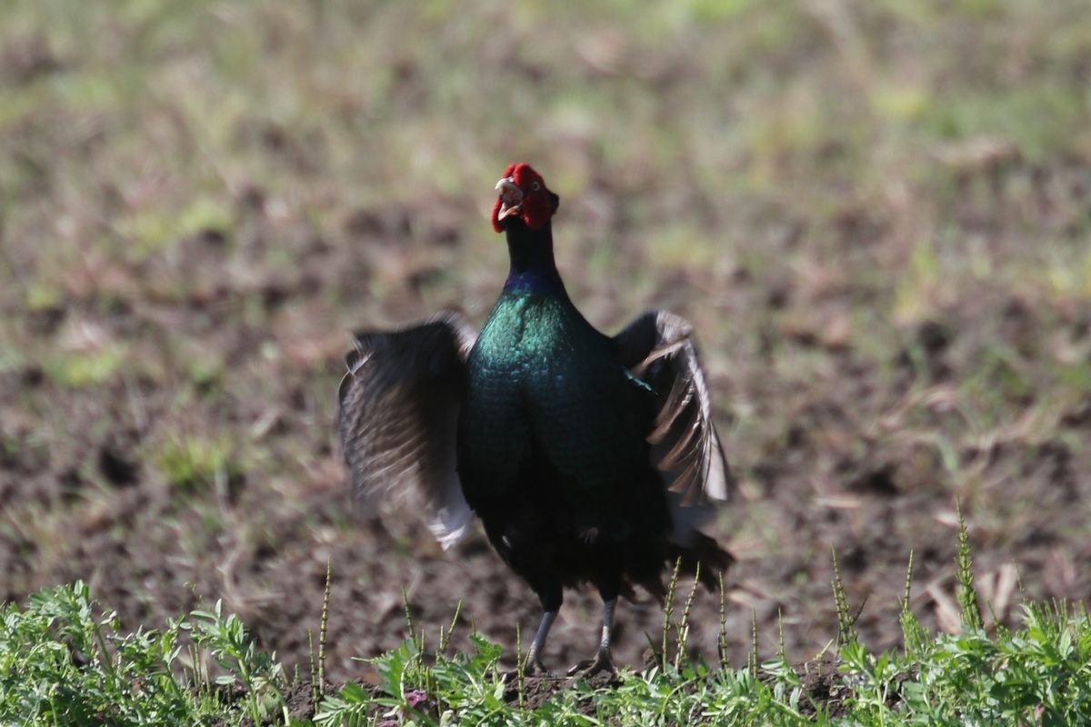 f:id:digibirds:20200414105552j:plain