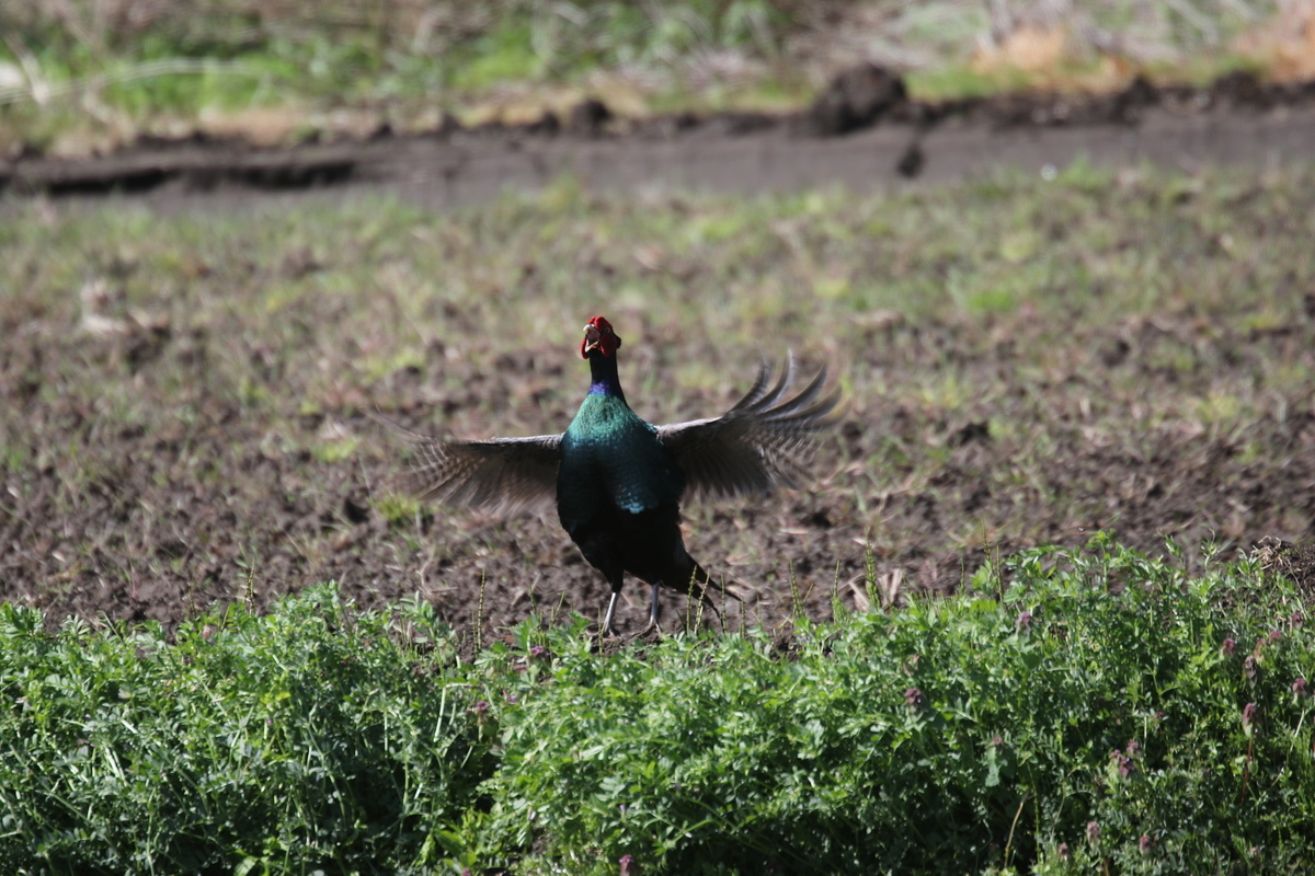 f:id:digibirds:20200414105624j:plain