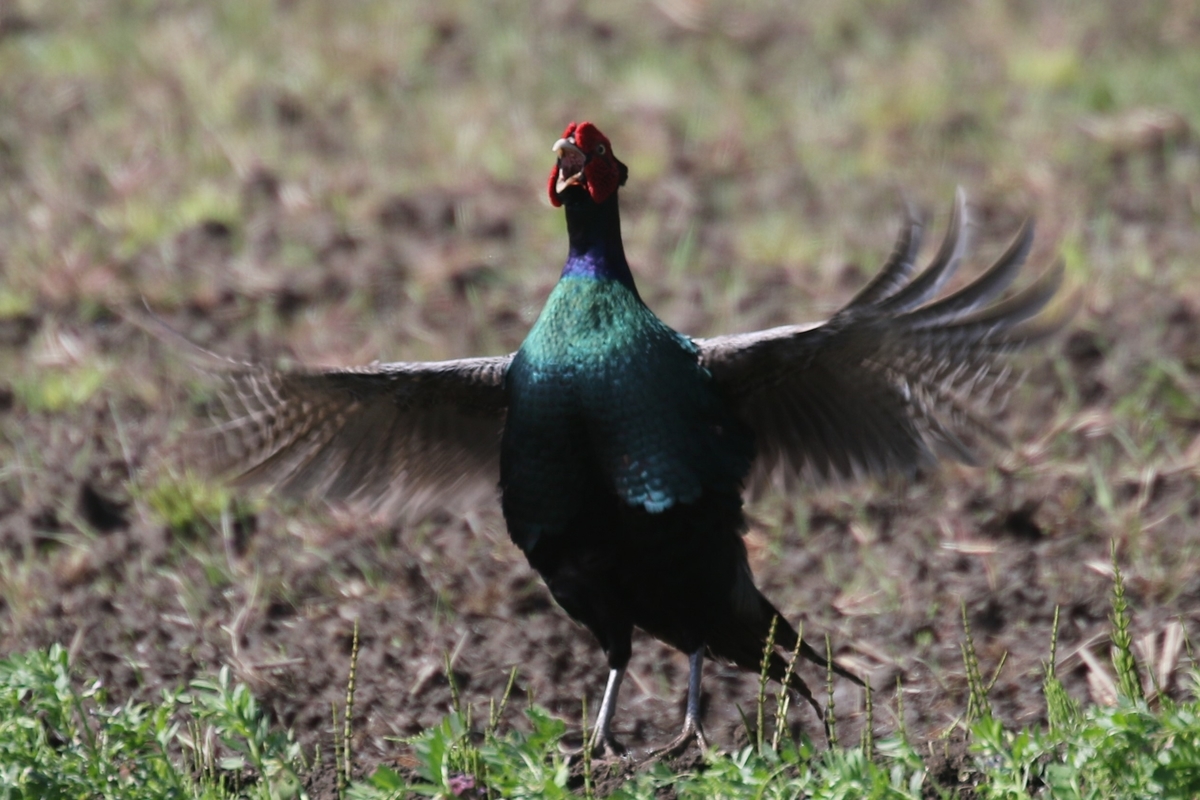 f:id:digibirds:20200414105701j:plain