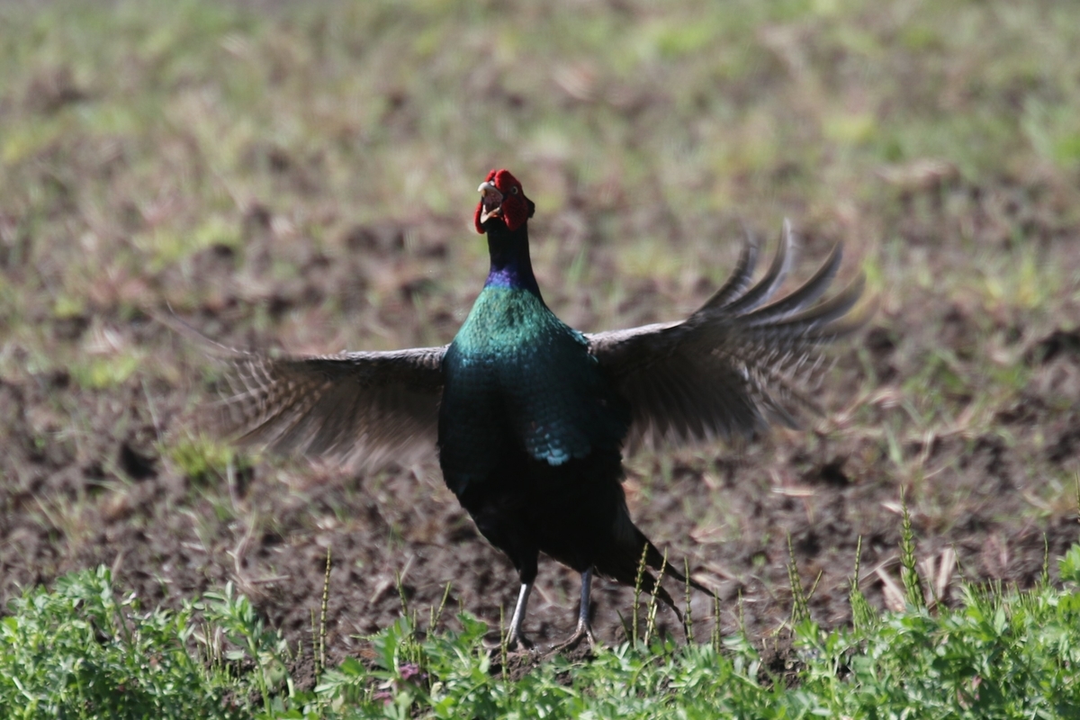 f:id:digibirds:20200414105729j:plain