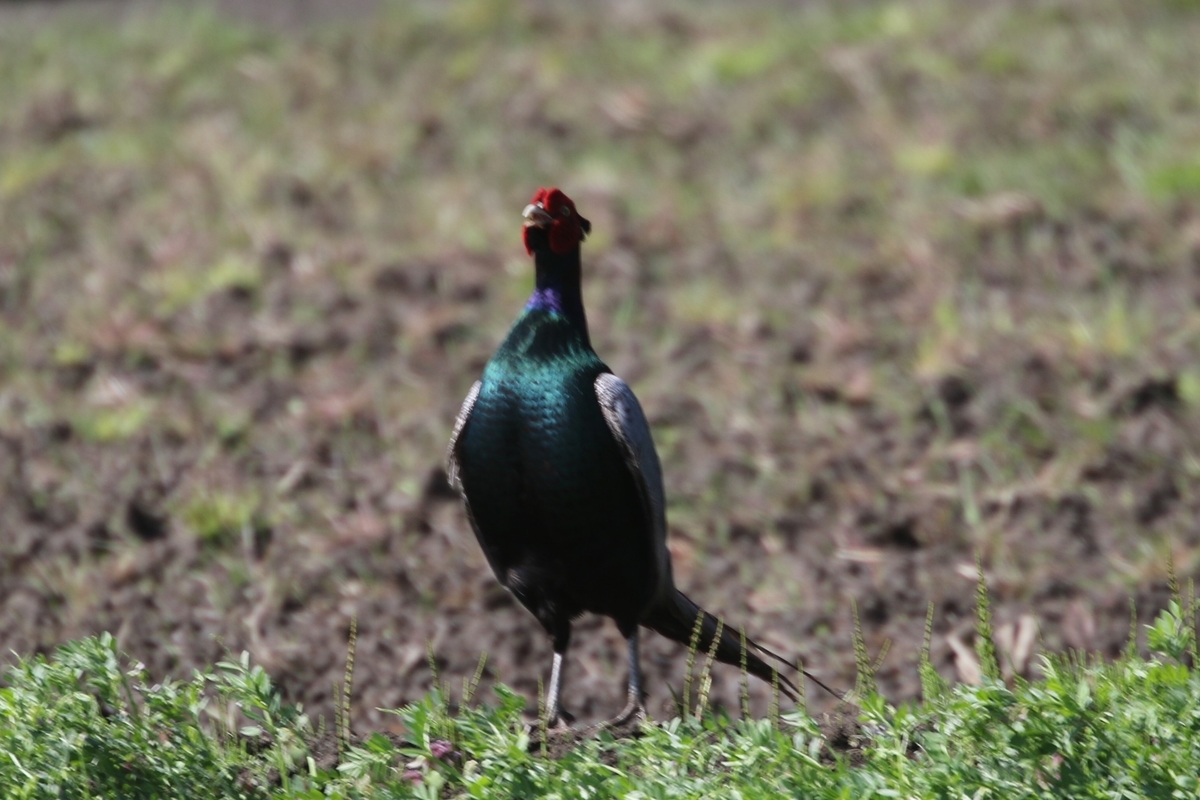 f:id:digibirds:20200414105825j:plain