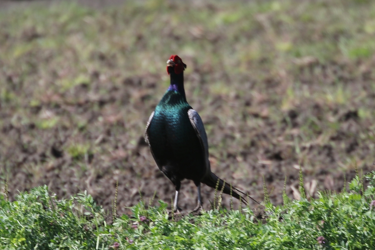 f:id:digibirds:20200414105850j:plain