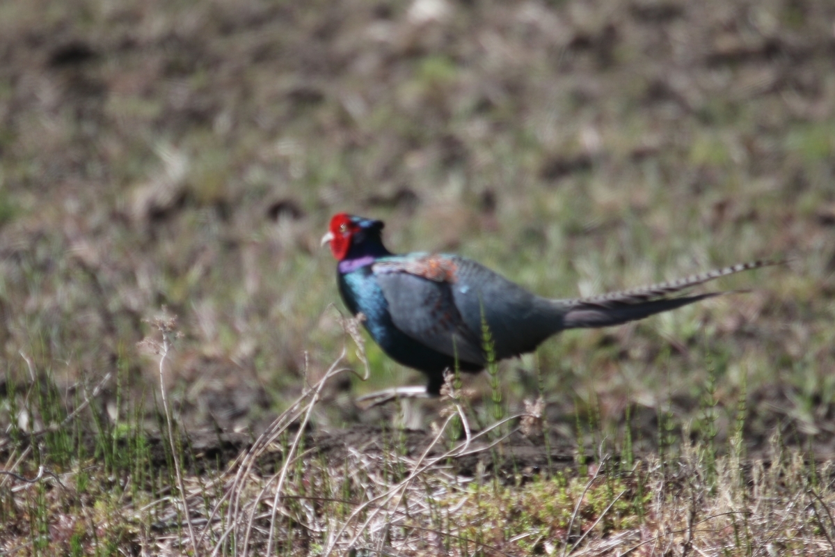 f:id:digibirds:20200414150348j:plain