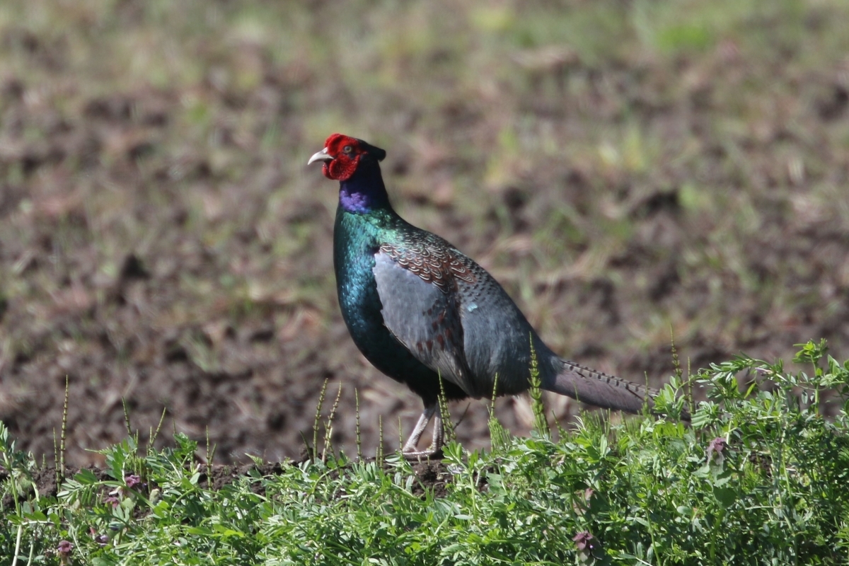 立ち止まるキジ なかなかなかね野鳥と自然の写真館 立ち止まるキジ なかなかなかね野鳥と自然の写真館