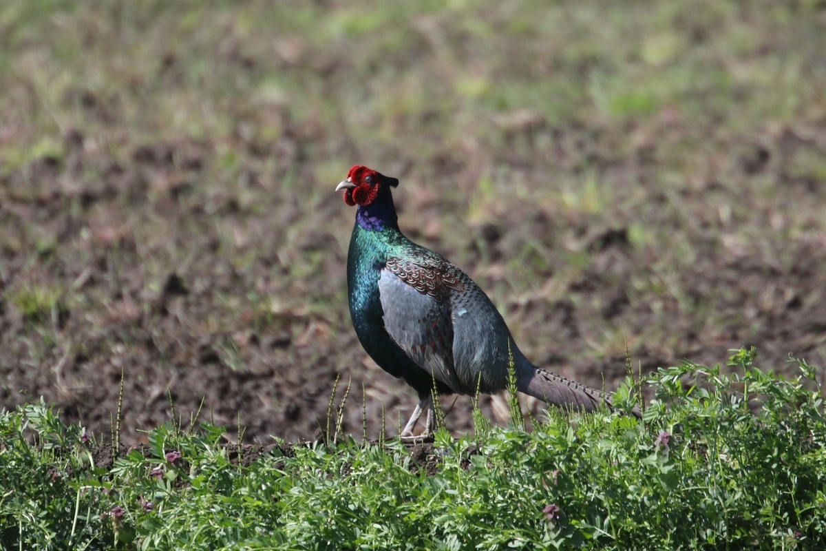 f:id:digibirds:20200414150711j:plain