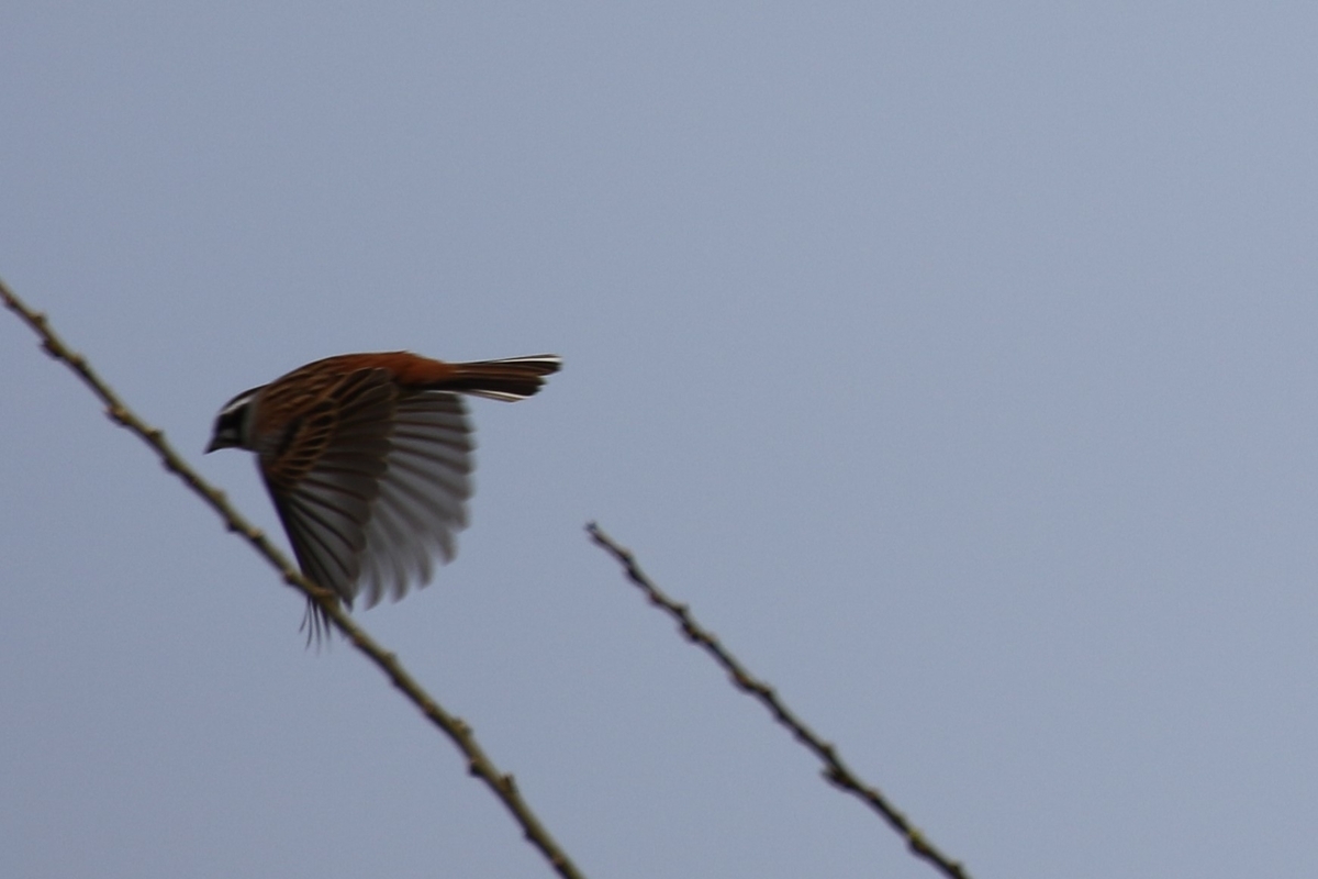 f:id:digibirds:20200417150240j:plain