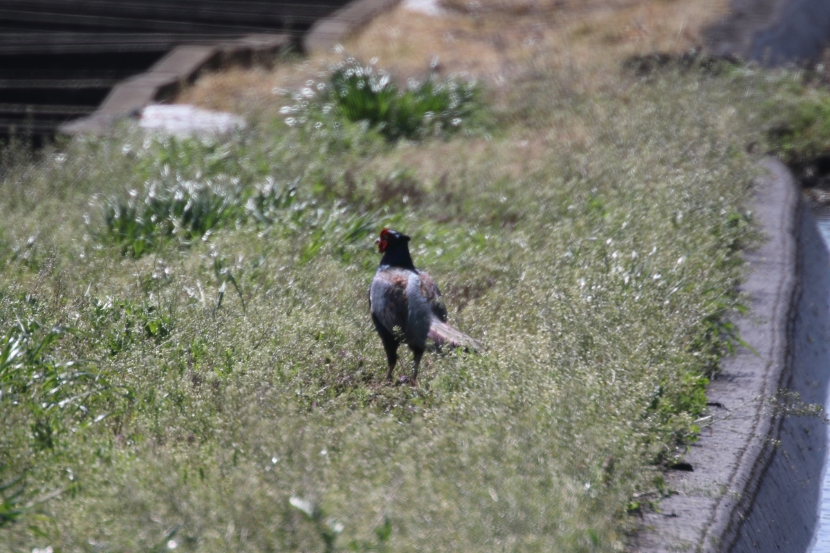 f:id:digibirds:20200419100128j:plain f:id:digibirds:20200419100128j:plain