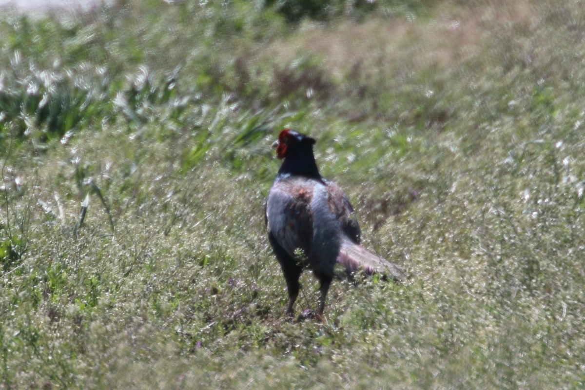 f:id:digibirds:20200419100155j:plain f:id:digibirds:20200419100155j:plain