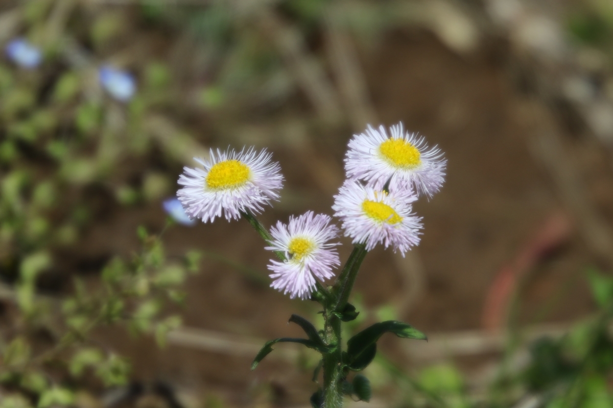 f:id:digibirds:20200419161715j:plain f:id:digibirds:20200419161715j:plain