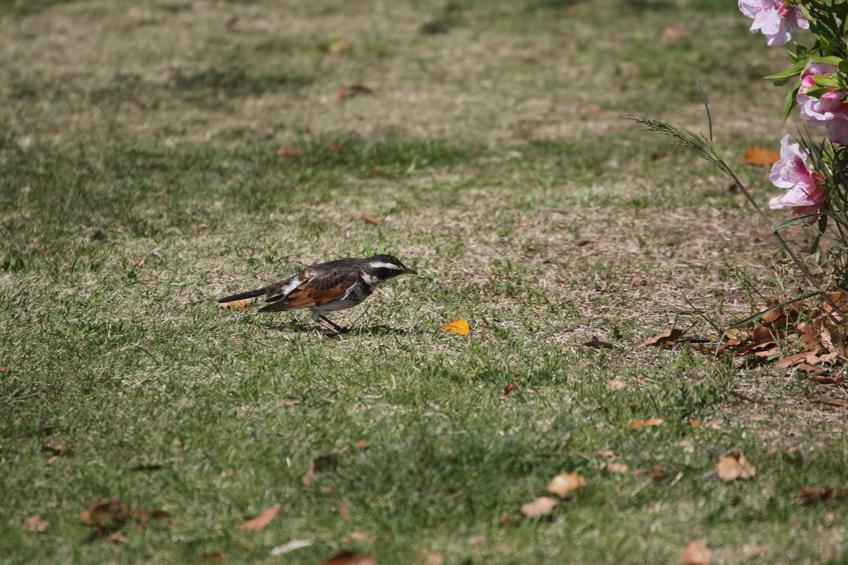 f:id:digibirds:20200424150540j:plain