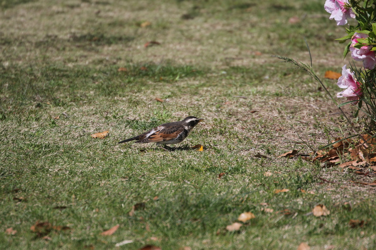 f:id:digibirds:20200424150625j:plain