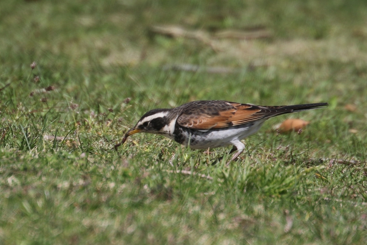 f:id:digibirds:20200424150709j:plain